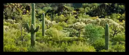 Desert Sonoran - affiche cactus