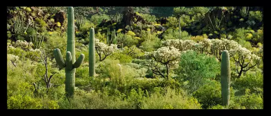 Desert Sonoran - affiche cactus