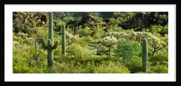 Desert Sonoran - affiche cactus