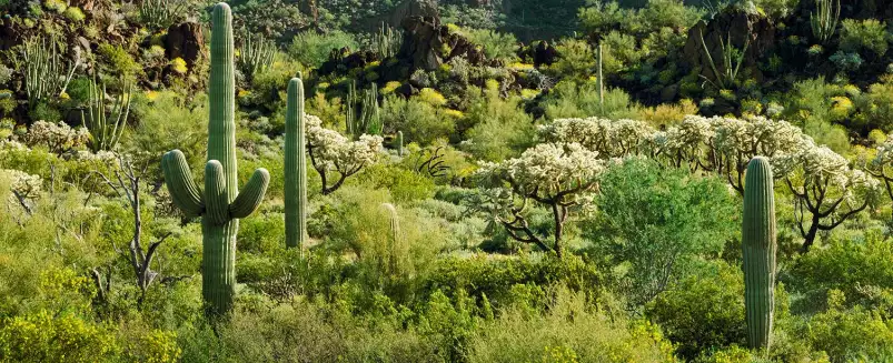 Desert Sonoran - affiche cactus