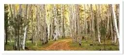 Forêt dans l'Utah - tableau paysage nature