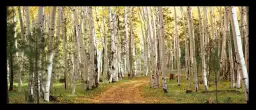 Forêt dans l'Utah - tableau paysage nature