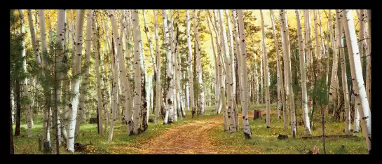 Forêt dans l'Utah - tableau paysage nature