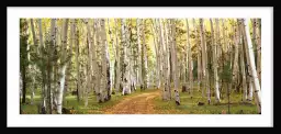 Forêt dans l'Utah - tableau paysage nature