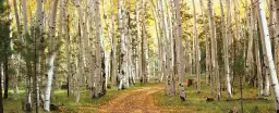 Forêt dans l'Utah - tableau paysage nature