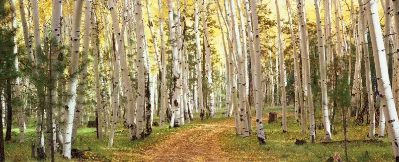 Forêt dans l'Utah - tableau paysage nature