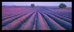 Valensole - tableau de provence