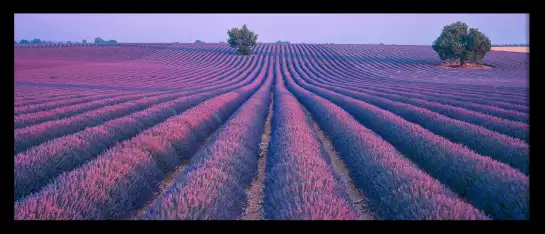 Valensole - tableau de provence