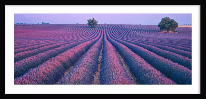 Valensole - tableau de provence