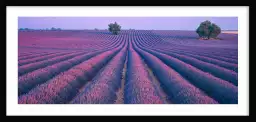 Valensole - tableau de provence