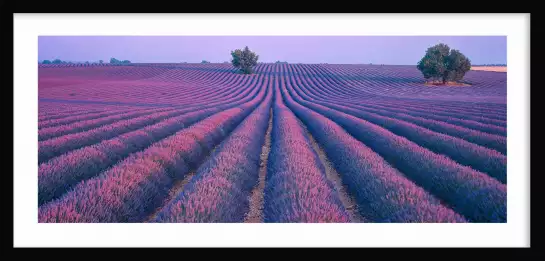 Valensole - tableau de provence