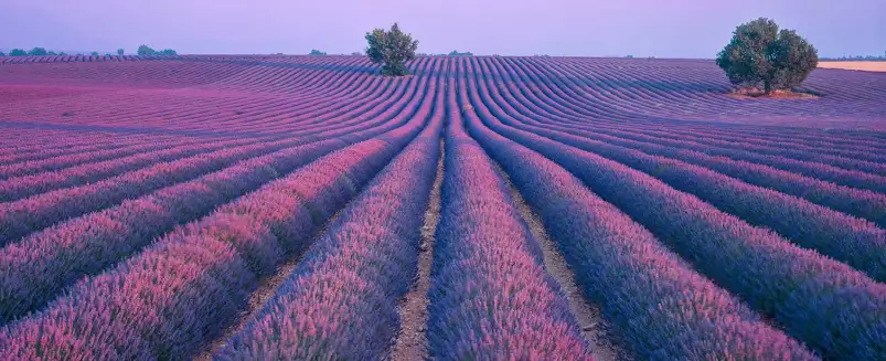 Valensole - tableau de provence