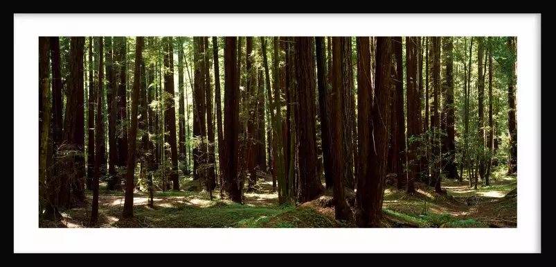 Séquoias - tableau foret