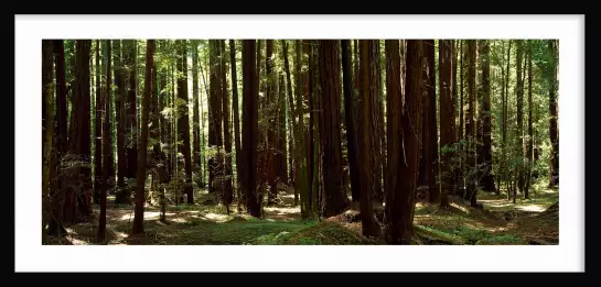 Séquoias - tableau foret
