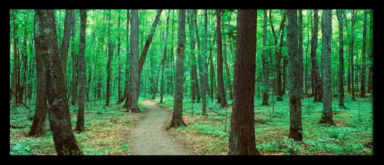 Rivière noire - tableau foret