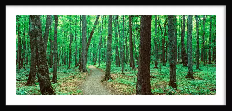 Rivière noire - tableau foret