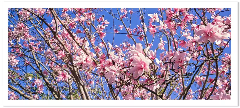 Parc en fleur - tableau fleur rose