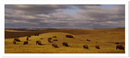 Buffles dans le Dakota du Nord - paysage nature