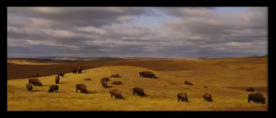 Buffles dans le Dakota du Nord - paysage nature