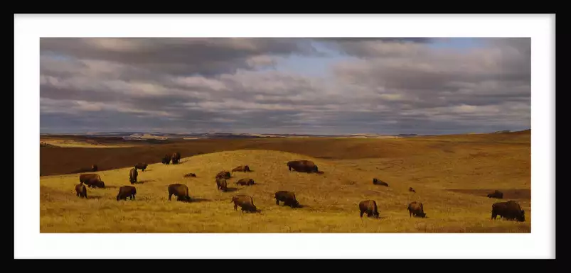 Buffles dans le Dakota du Nord - paysage nature