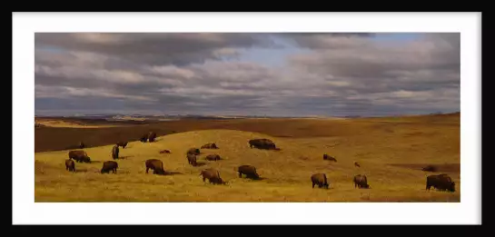 Buffles dans le Dakota du Nord - paysage nature