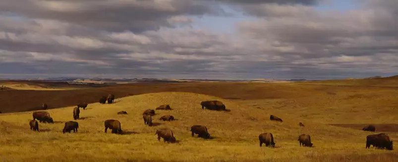 Buffles dans le Dakota du Nord - paysage nature