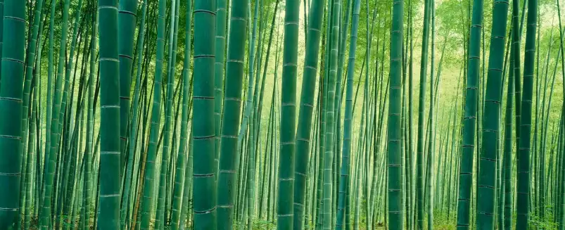 Sagano à Kyoto - affiche fleurs