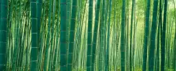 Sagano à Kyoto - affiche fleurs