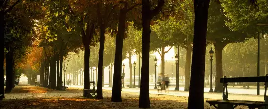 Les arbres des Champs Elysees - tableau paris