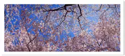 Cerisiers à Washington - tableau fleurs