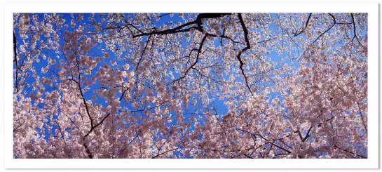Cerisiers à Washington - tableau fleurs