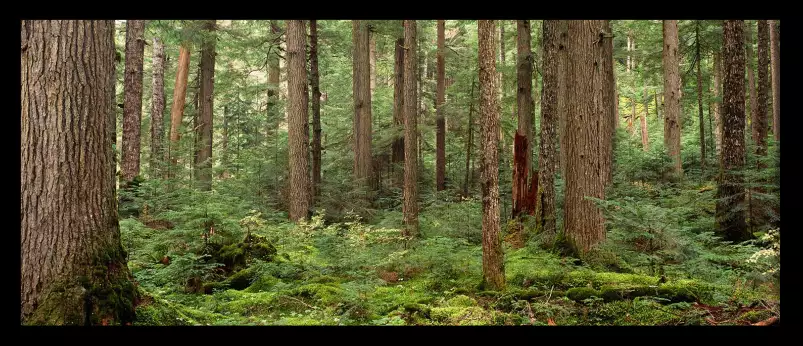 Forêt au lac Cheakamus - paysage de foret