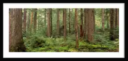 Forêt au lac Cheakamus - paysage de foret