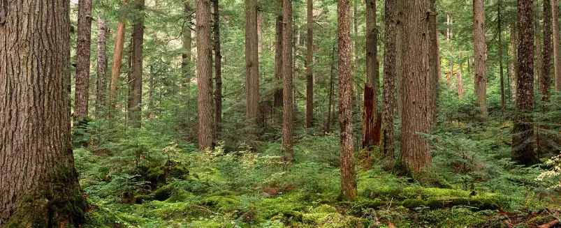 Forêt au lac Cheakamus - paysage de foret