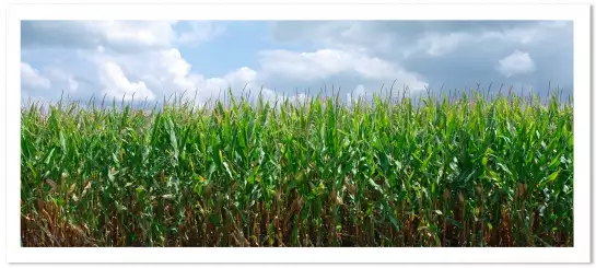 Champ de maïs en Illinois - tableau paysage nature