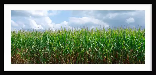 Champ de maïs en Illinois - tableau paysage nature