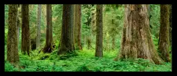 Rainforest - paysage de foret