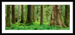 Rainforest - paysage de foret