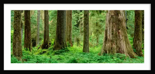 Rainforest - paysage de foret