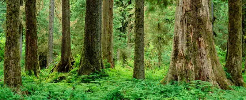 Rainforest - paysage de foret