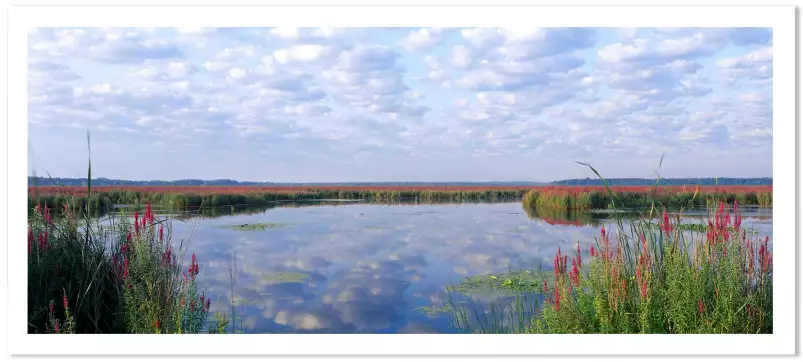 Etang et roseaux - paysages été