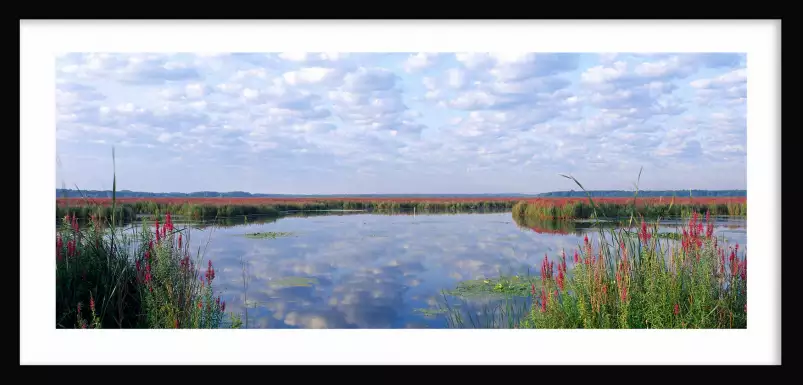 Etang et roseaux - paysages été