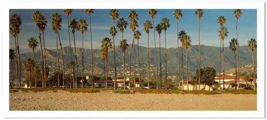 Palmier sur Santa Barbara - affiche ville