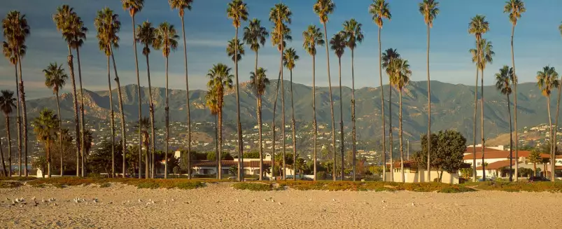 Palmier sur Santa Barbara - affiche ville