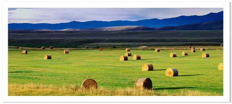 Champs du colorado - tableau nature