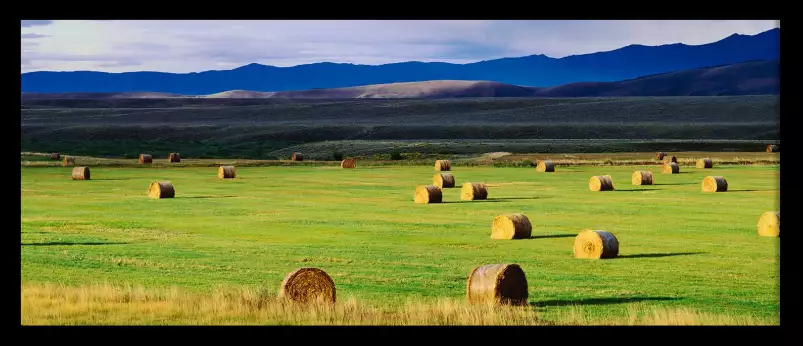 Champs du colorado - tableau nature