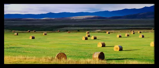 Champs du colorado - tableau nature