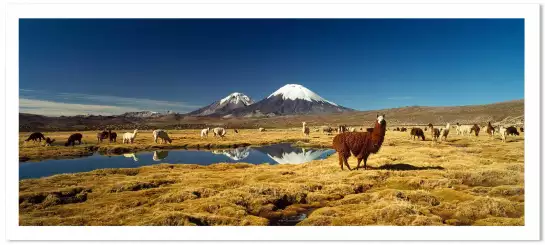 Alpaga et lama au Chili - paysage nature