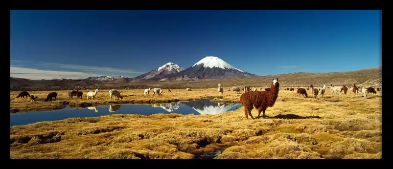 Alpaga et lama au Chili - paysage nature