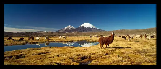 Alpaga et lama au Chili - paysage nature